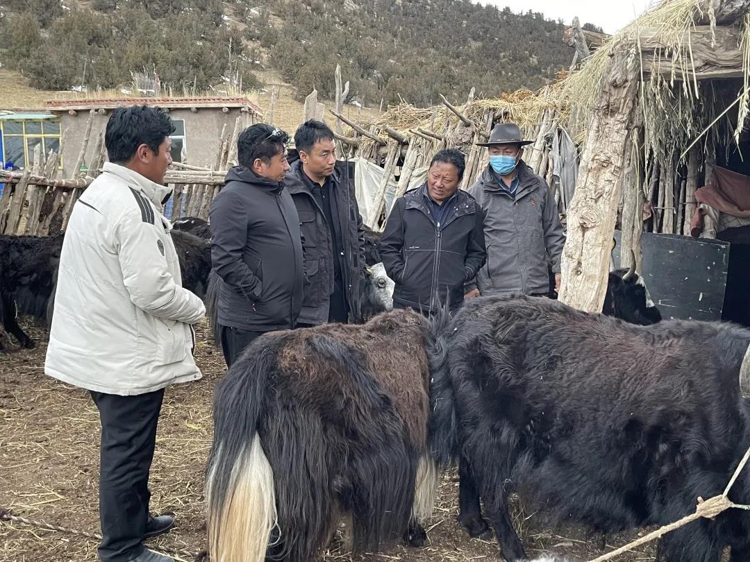 （东坝）副县长才仁昂布深入东坝乡调研指导betway平台靠谱吗、疫情防控、抗灾保畜工作