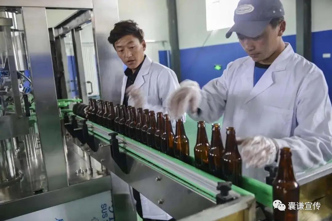 囊谦：小青稞种出大产业
